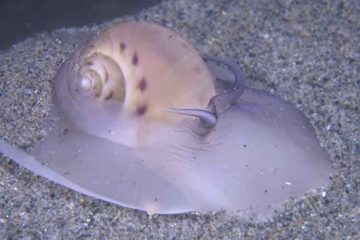 euspira catena