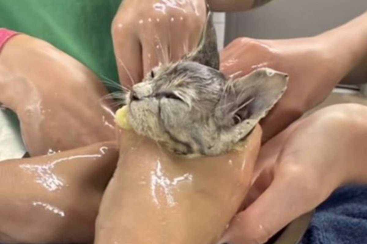 Gattino sotto cura