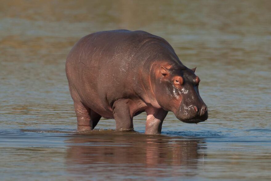 Ippopotamo