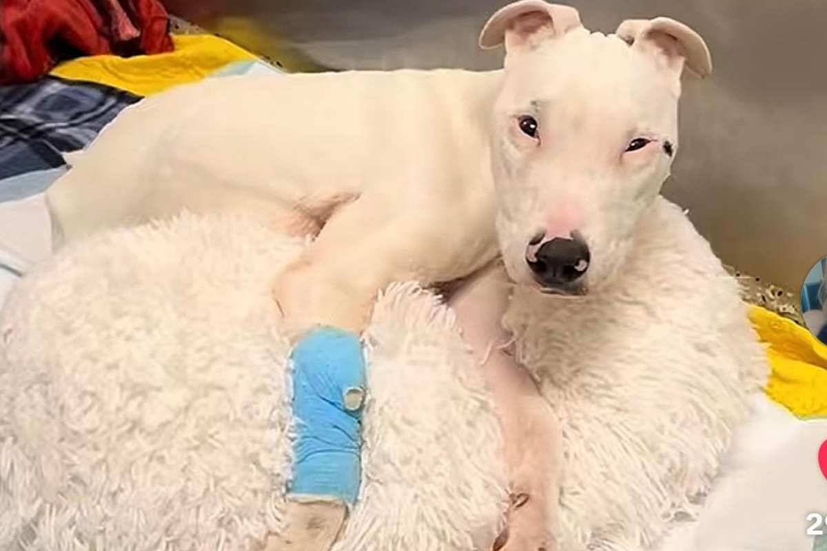 Cane sotto cura