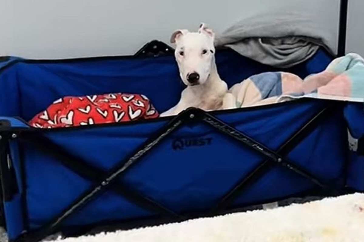 Cane in cura