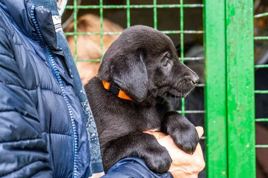 Pensionato tiene in braccio un cucciolo di cane