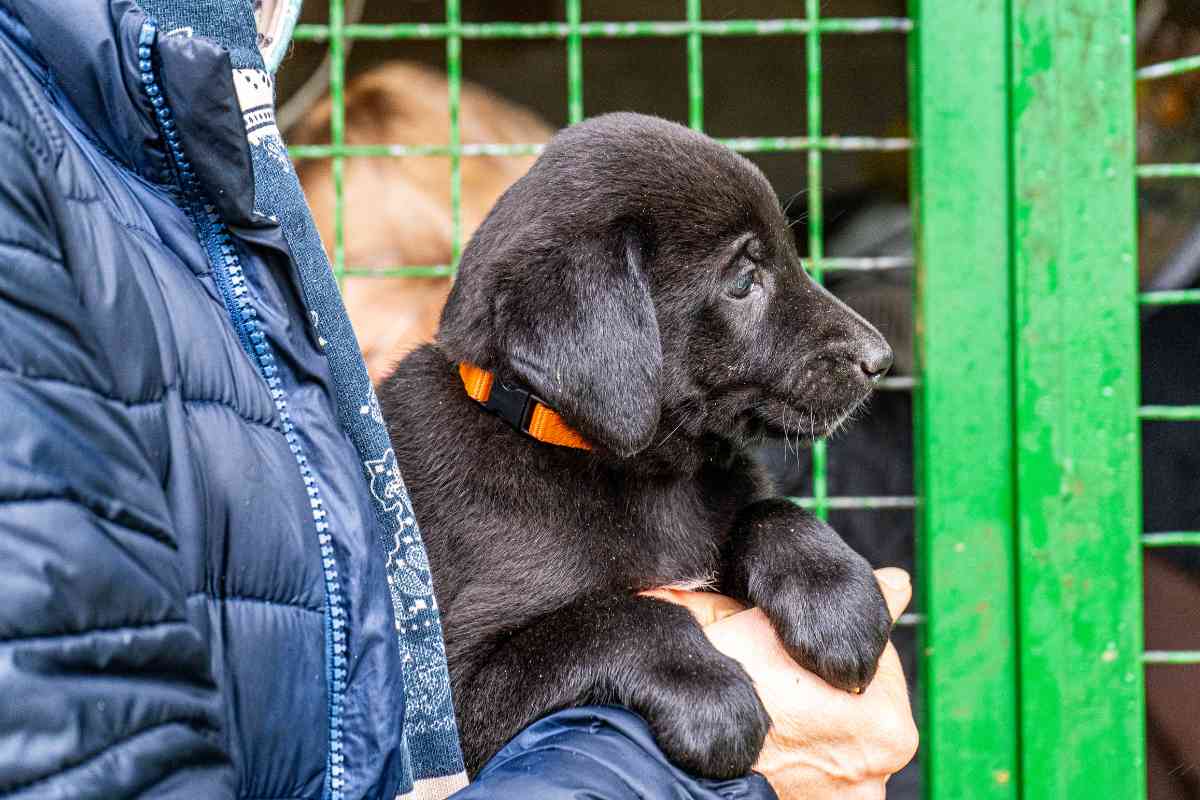 Pensionato tiene in braccio un cucciolo di cane