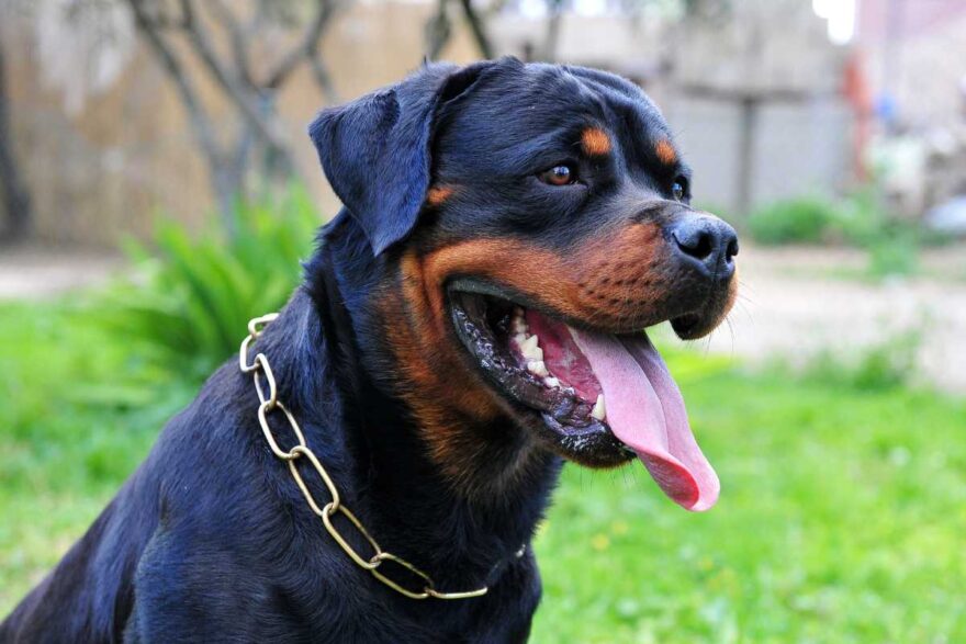 Rottweiler