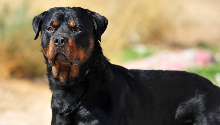 Rottweiler a Porto Cesareo