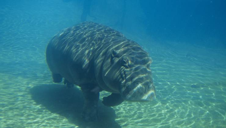 Un Ippopotamo