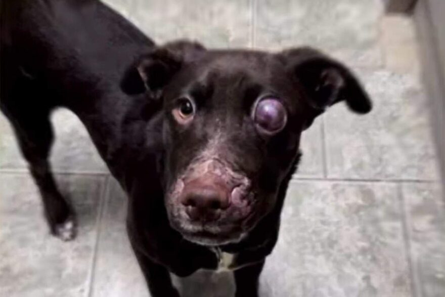 Cane con un occhio solo