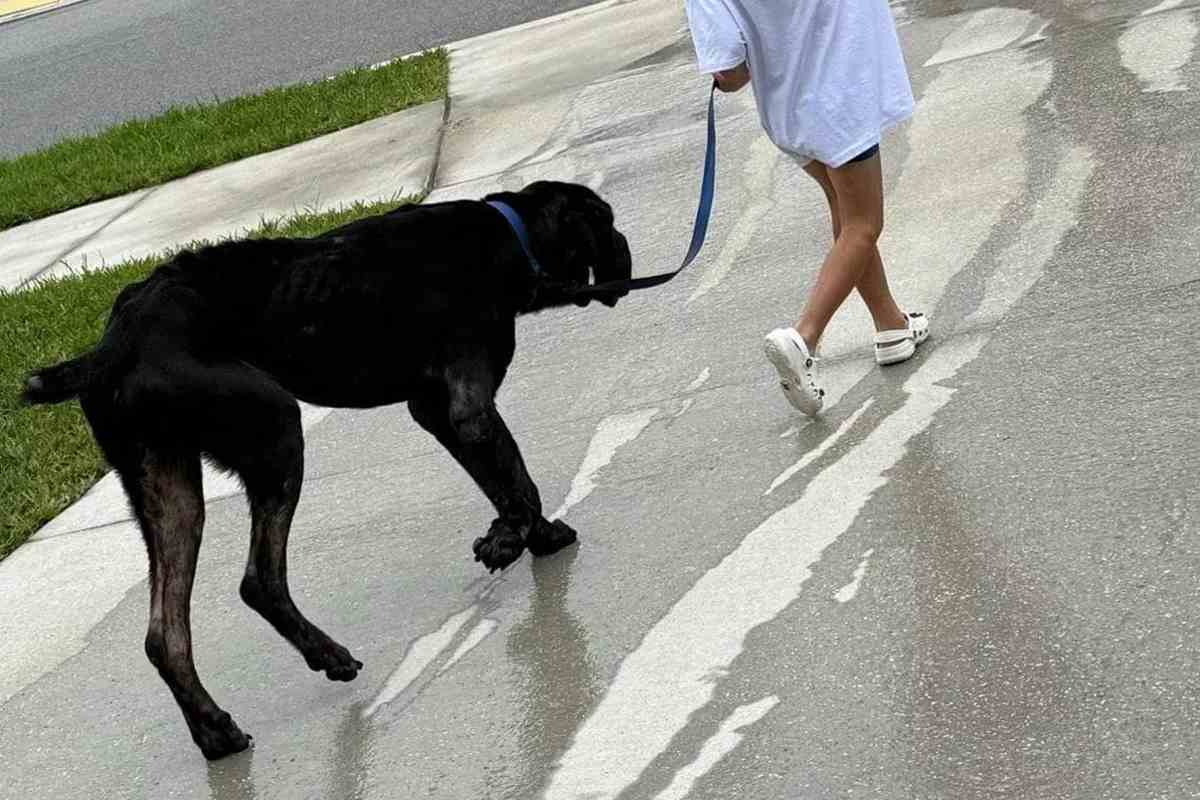 cane corso con bambino