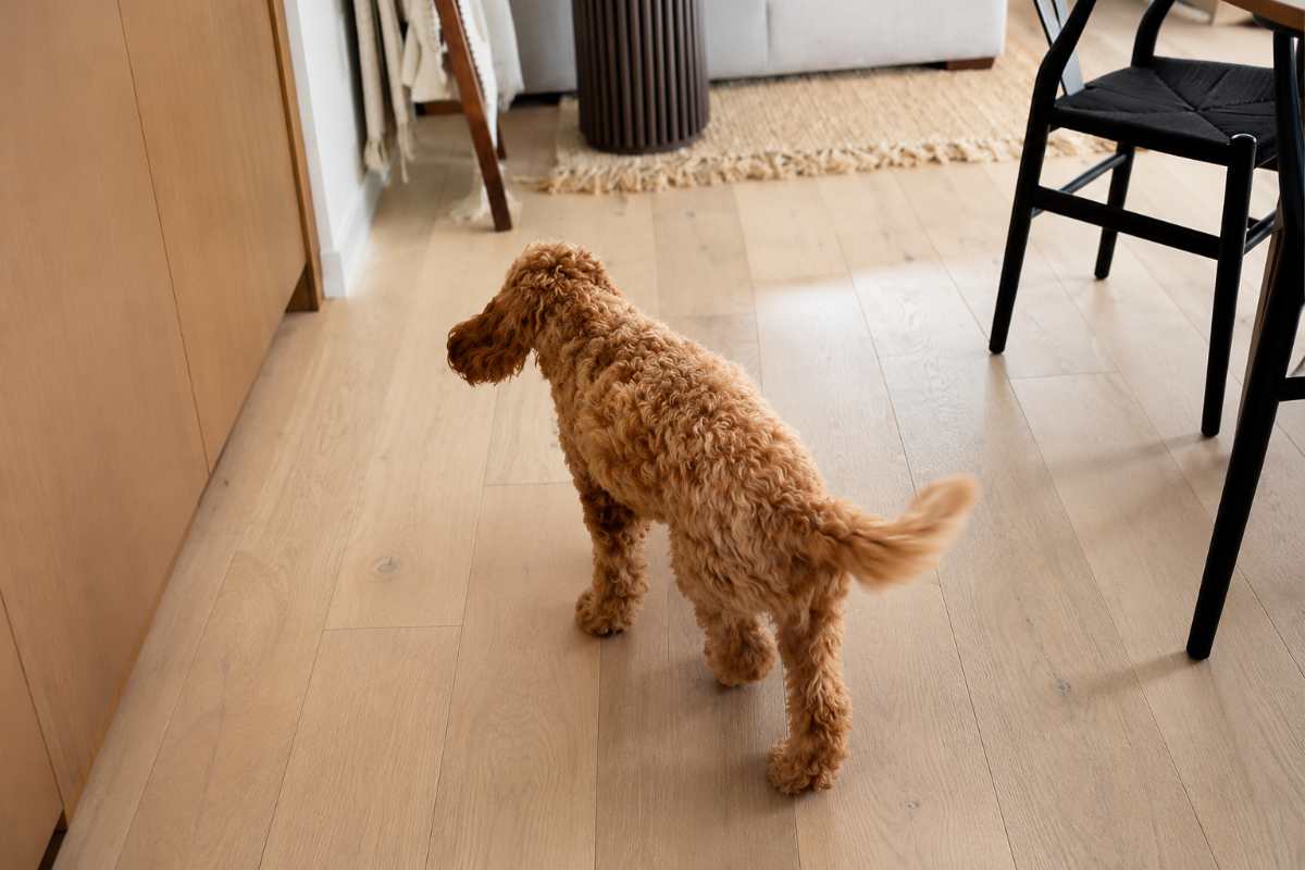 cane