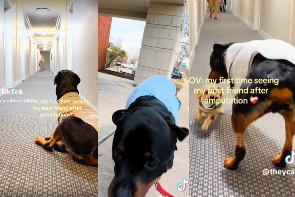 cane che vede amico dopo operazione