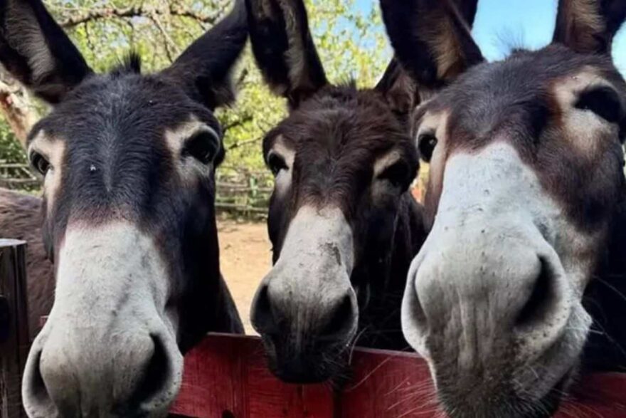 tre asini con lo sfondo della fattoria