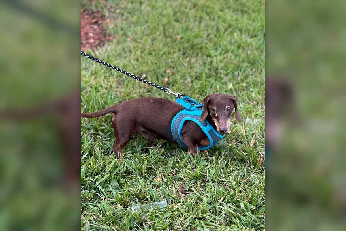 cane al guinzaglio