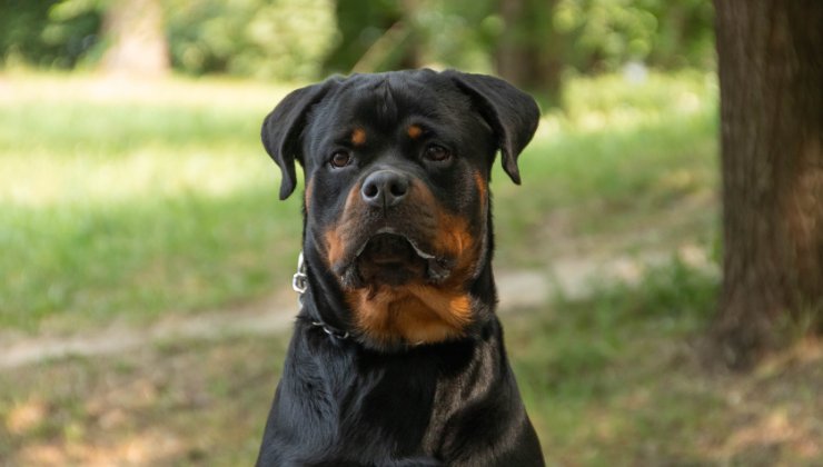 cane Rottweiler a Porto Cesareo