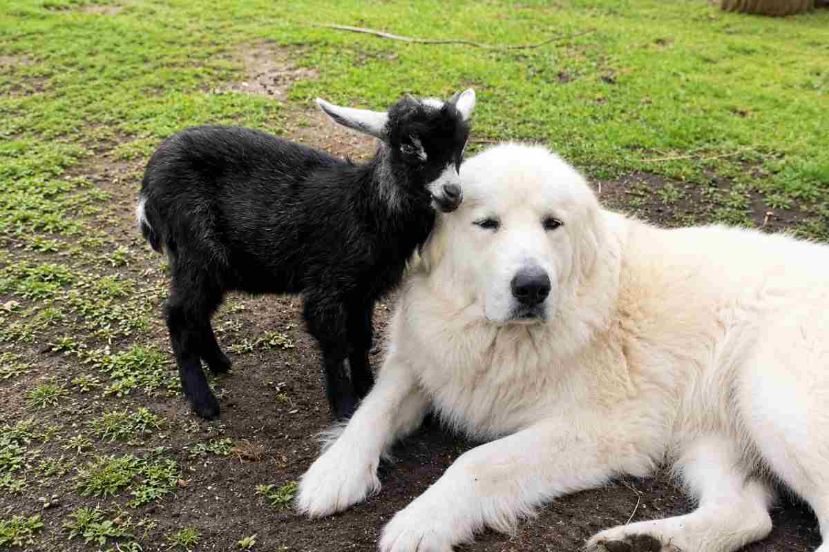 cane e capretto