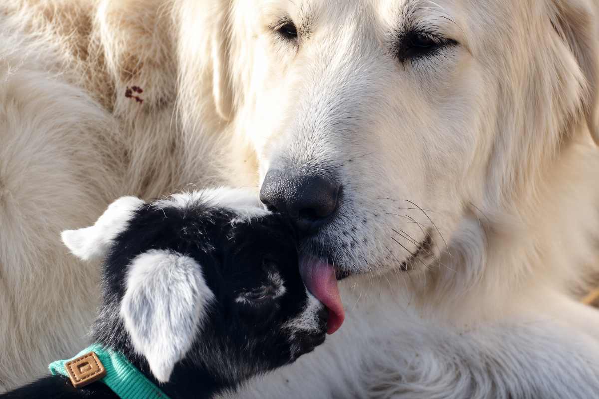 cane e capretta