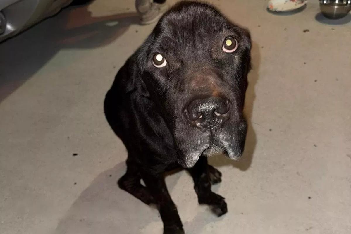 cane corso