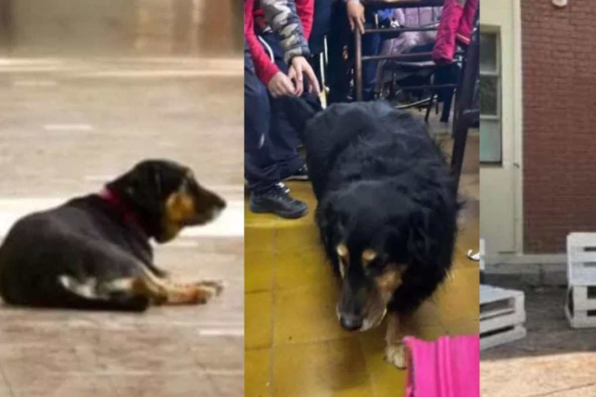 cane a scuola