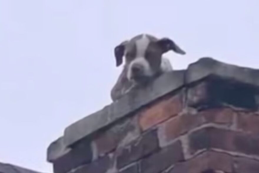 cane bloccato sul tetto
