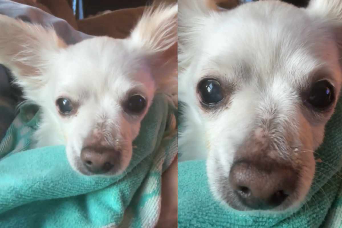 cane portato a sopprimere
