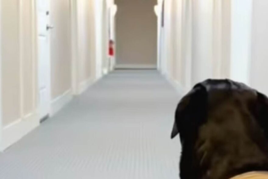 cane che guarda in un corridoio