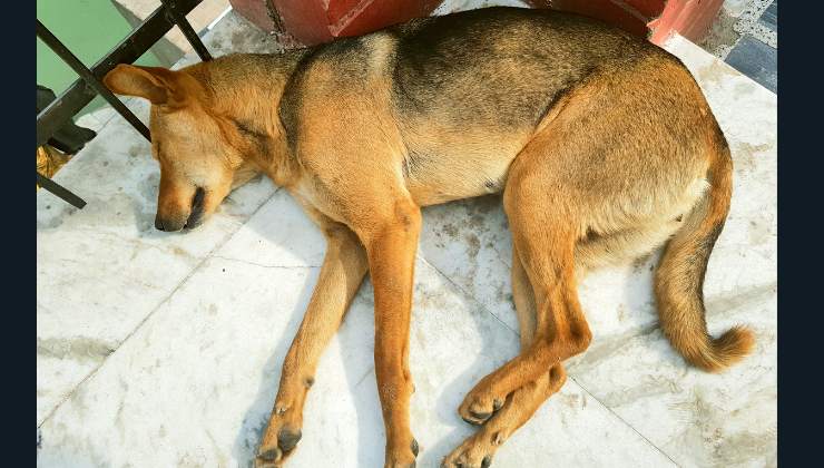 cane salvato dal drone in zona di guerra