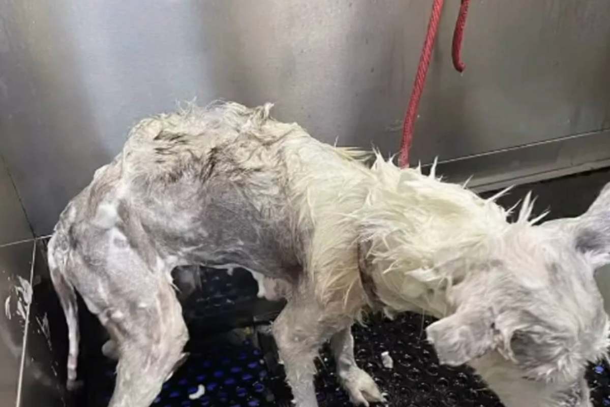 torvi il cane statua che viene lavato 