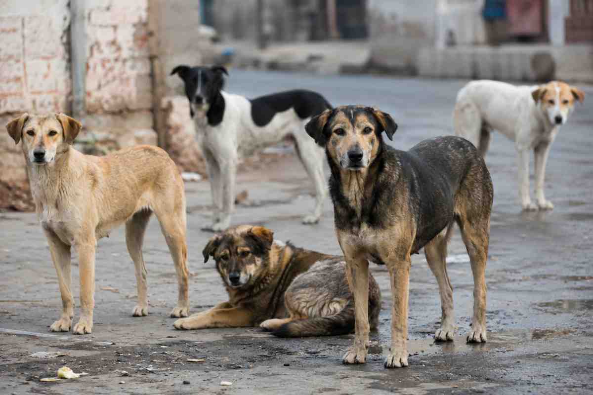 “Non uccideteli”: cittadini in protesta dopo l’approvazione per l’abbattimento dei cani randagi