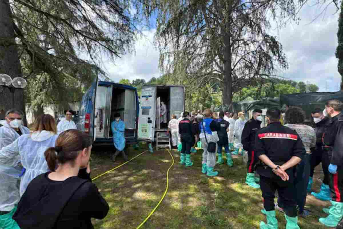 Vivevano in condizioni drammatiche: la liberazione dei 200 Husky commuove tutti