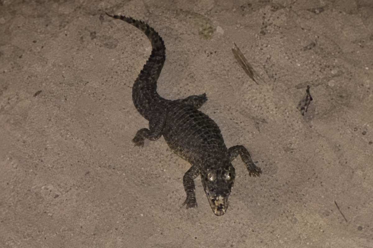 coccodrillo