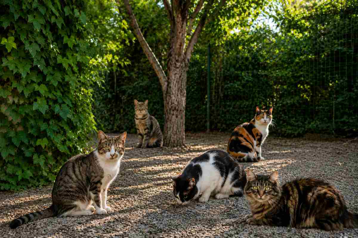colonia felina 