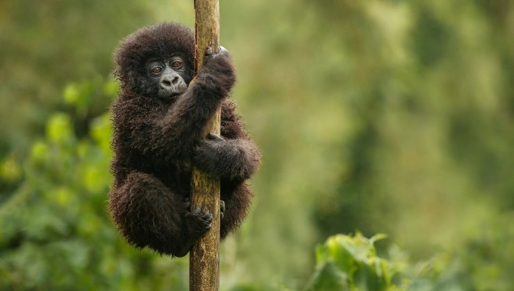 cucciolo di gorilla in Ruanda