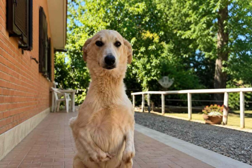 cane senza zampe