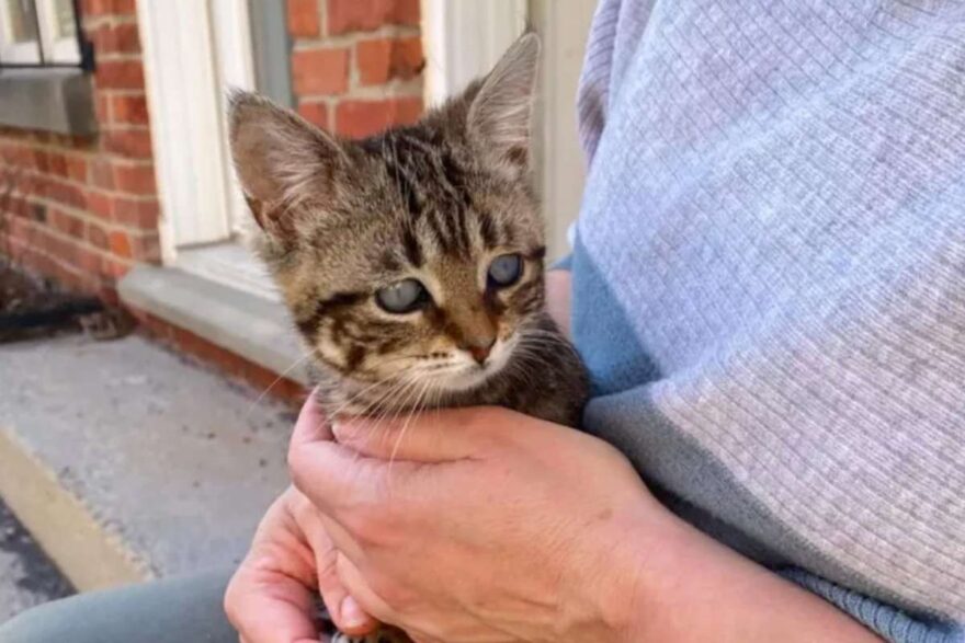 gattina in mano a donna che la accarezza