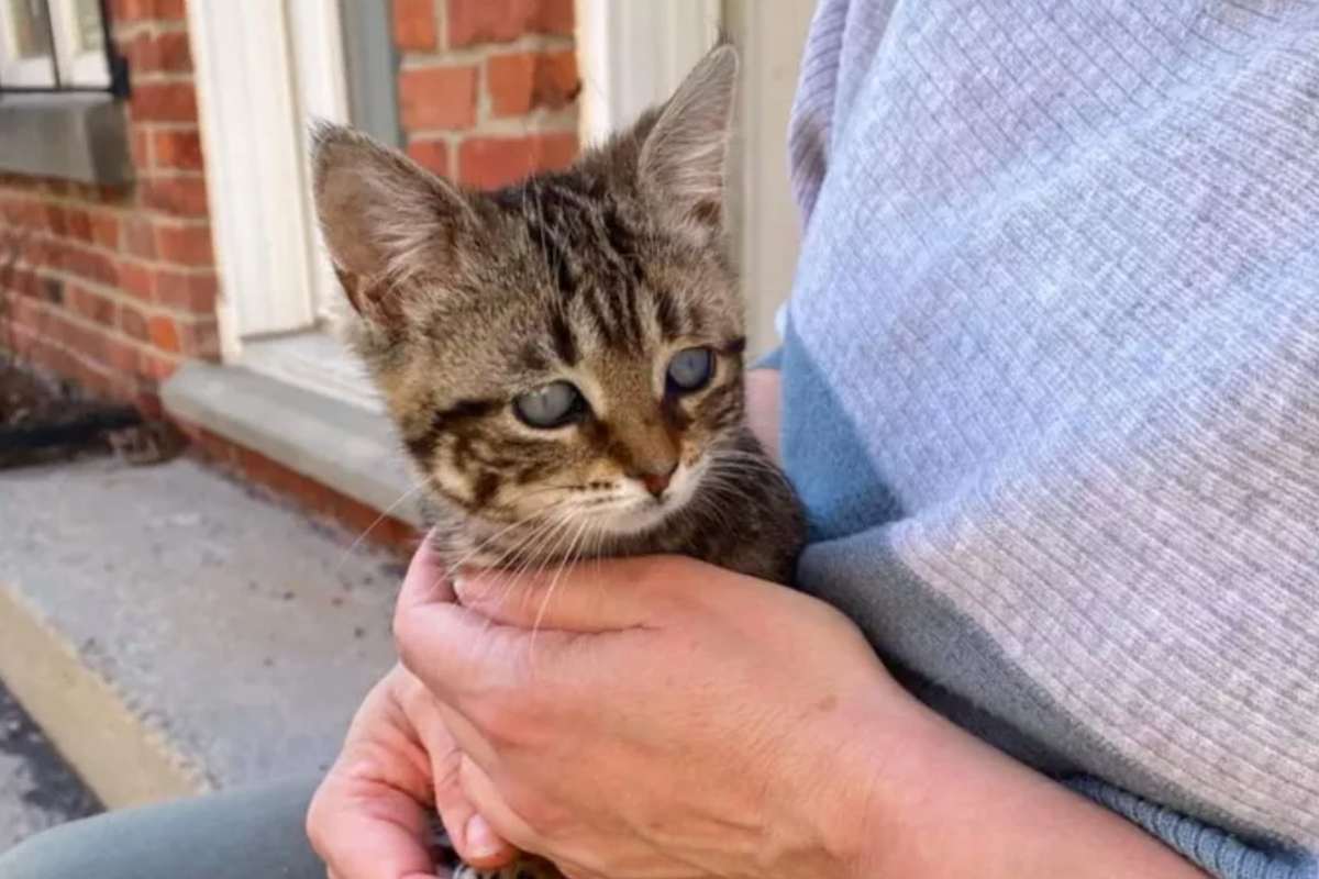 gattina in mano a donna che la accarezza 
