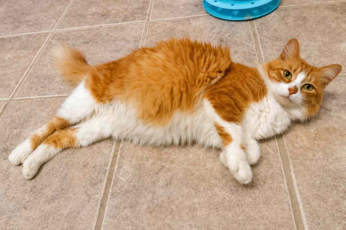 gatto