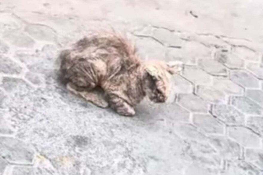 gatto ranniciato in strada
