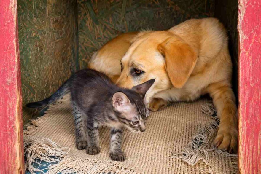 cane e gatto