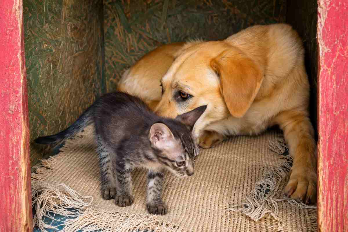 cane e gatto 