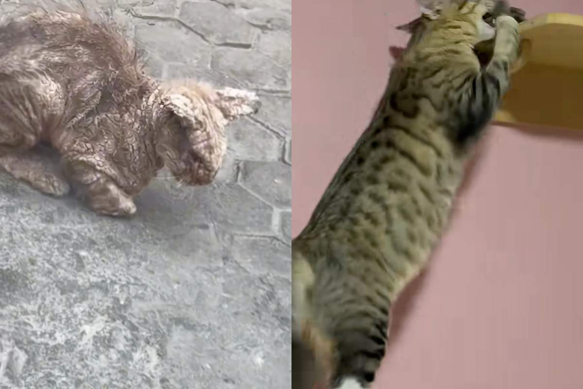 prima e dopo del gatto con le croste