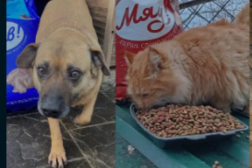 gatto e cane salvati dal drone in zona di guerra