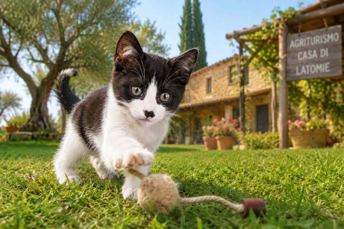 gatto che gioca