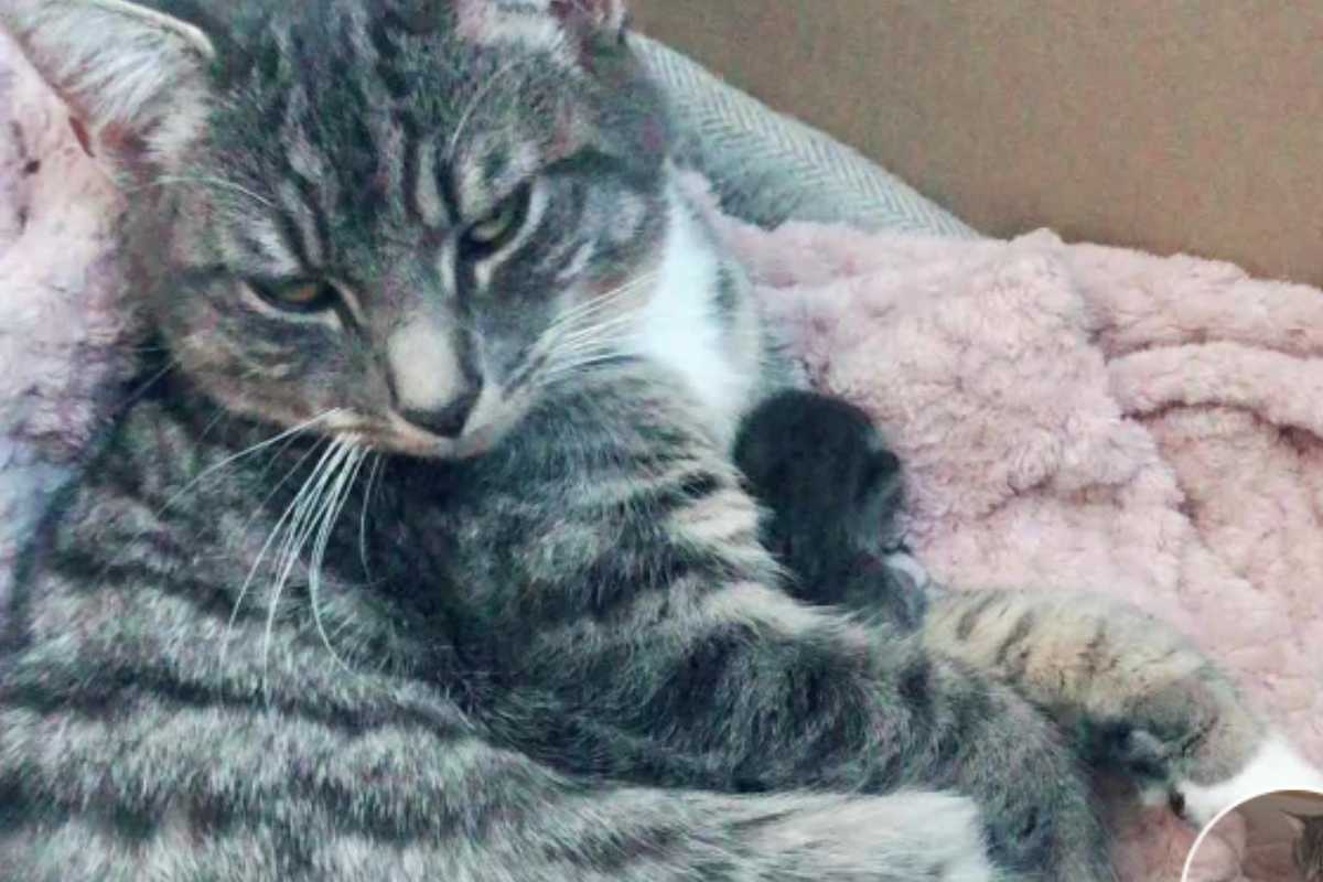 gatto o gattini