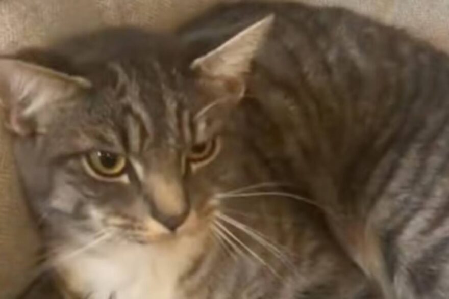 gattino