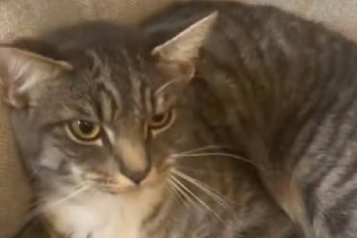 gattino