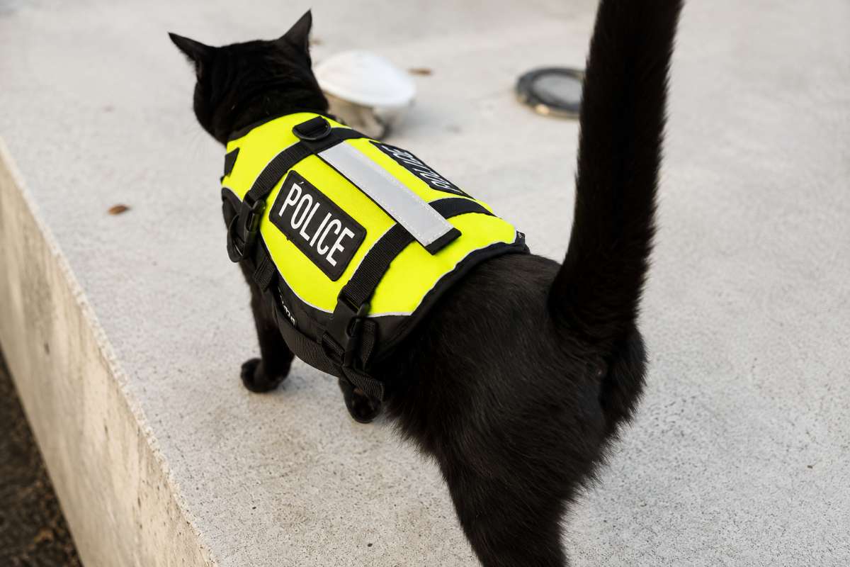 gatto poliziotto