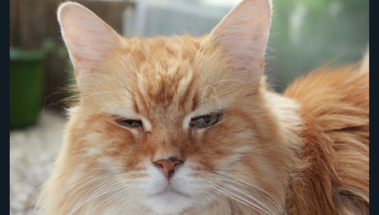 gatto salvato dal drone in zona di guerra
