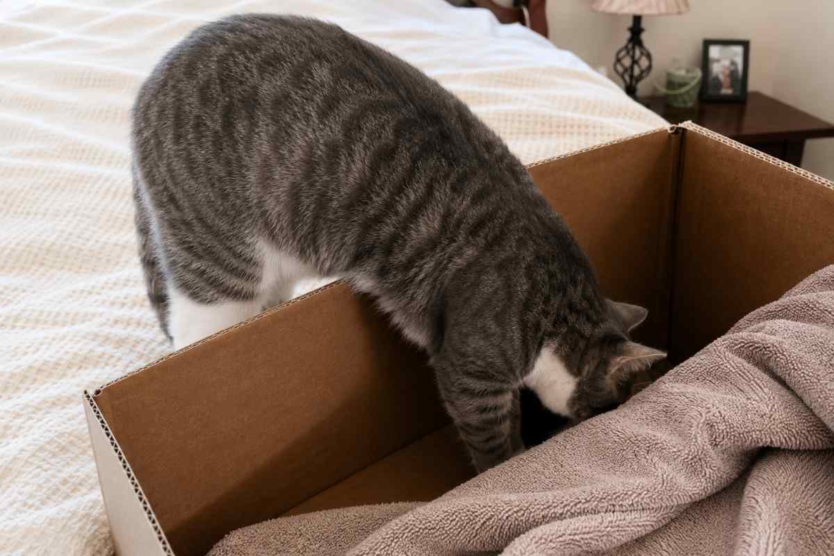 gatto guarda scatola