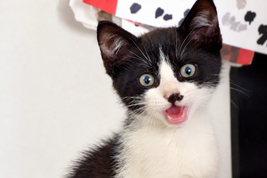 gatto che sorride