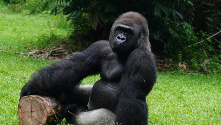 gorilla in Ruanda
