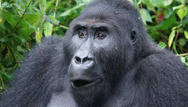 gorilla
